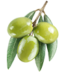 Olives Vertes - Huilerie ANNOR
